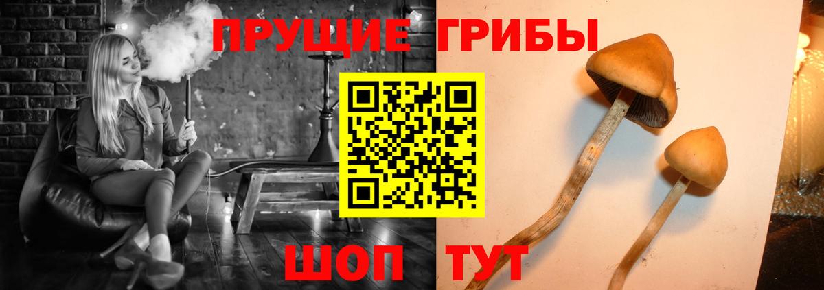 Псилоцибиновые грибы Cubensis  Галлюциногенные грибы Psilocybine cubensis  Сызрань  Вход с VPN 
